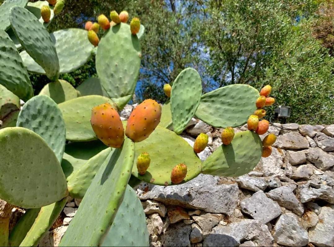 Trullo Dimora Di Pietra Gallipoli Baia Di Gallipoli Exterior foto